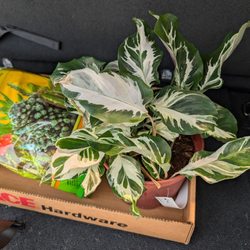 Plant Ranch Nursery