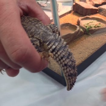 ReptileFest - Festivals Near Me - Chicago, Illinois ReptileFest - Festivals Near Me - Chicago, Illinois