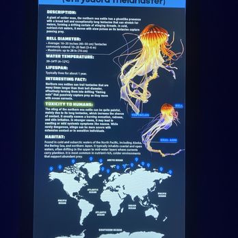 Jellyfish Museum - Sign found at each tank with great info - Museums Near Me - Pompano Beach, Florida Jellyfish Museum - Sign found at each tank with great info - Museums Near Me - Pompano Beach, Florida