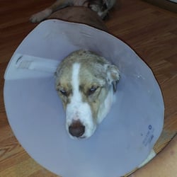 Pooch Palace - Justin not happy the vet put him in a cone because he wouldnt stop licking all of his cuts.This is 5 days after his shave.