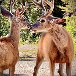Cinnamon Spoon - A couple of Bucks go a long way in Bragg Creek !