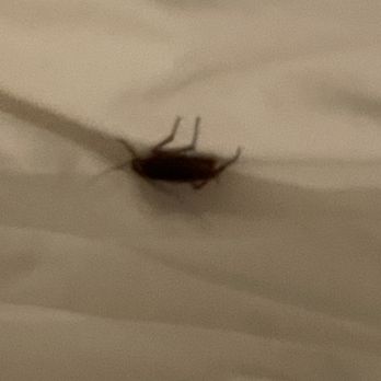 Coutinho Properties - Water bug infestation on first floor - Property Management Near Me - New York, New York Coutinho Properties - Water bug infestation on first floor - Property Management Near Me - New York, New York