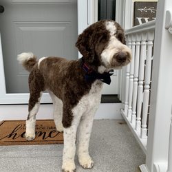 The Classic Pet Parlour - Fancy doodle with his bow tie and new cut!