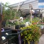 Photo of Vivero Mis Raices