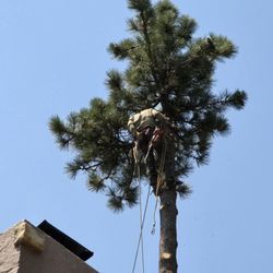 ACL Tree Works
