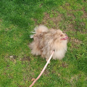 Rub a Dub Dub Dog Grooming - The coat she had! - Pet Groomers Near Me - Fort Wayne, Indiana