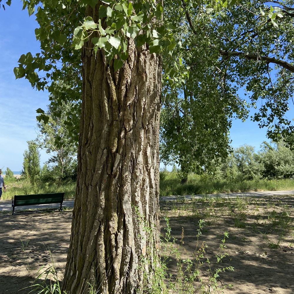 Headlands Beach State Park - Cottonwood tree. The cotton was flying this day. - Lakes Near Me - Mentor, Ohio Headlands Beach State Park - Cottonwood tree. The cotton was flying this day. - Lakes Near Me - Mentor, Ohio