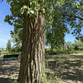 Headlands Beach State Park - Cottonwood tree. The cotton was flying this day. - Lakes Near Me - Mentor, Ohio