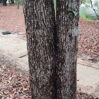 Mario Tree Crew Service - Tree Services Near Me