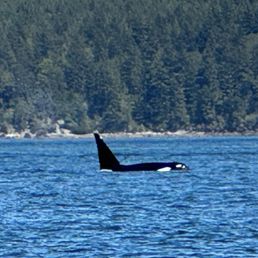 Orca near San Juan islands