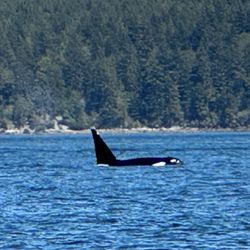 Eagle Wing Tours - Orca near San Juan islands