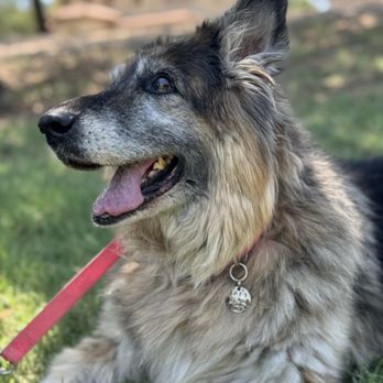 Serenity In Home Pet Euthanasia - Lady Dante! My girl - Veterinarians Near Me - Mesa, Arizona Serenity In Home Pet Euthanasia - Lady Dante! My girl - Veterinarians Near Me - Mesa, Arizona