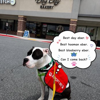 Dog City Bakery - Pet Stores Near Me - Marietta, Georgia Dog City Bakery - Pet Stores Near Me - Marietta, Georgia