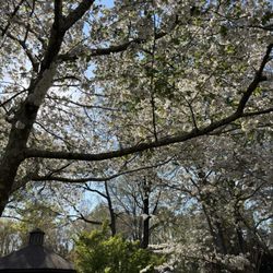 Irmo Town Park - Cherry Blossom Festival