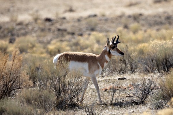 Roosevelt Arch by null