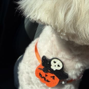 Puppy Face - Companion haircut with extra adorable touches :) - Pet Groomers Near Me - La Habra, California