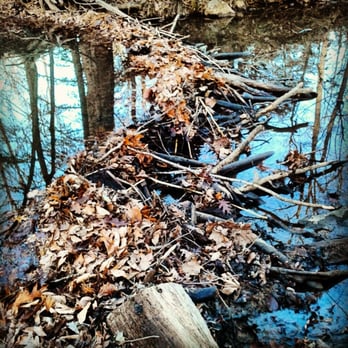 Duke Forest, Korstian Division - Beavery - Hiking Near Me - Durham, North Carolina