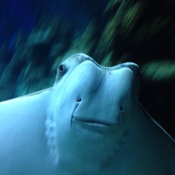 Sealife - Aquariums Near Me - London, XGL