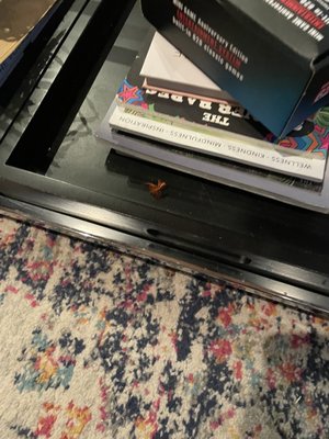 Photo of Cleanzen - Chicago, IL, US.