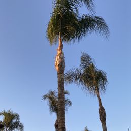 Queen palm trees trimmed and skinned
