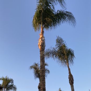 Tres Hermanos - Queen palm trees trimmed and skinned - Tree Services Near Me