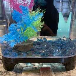 My Betta's home and likes his bloodworms.