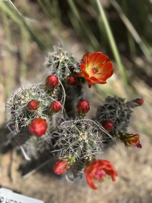 Hassayampa River Preserve by null