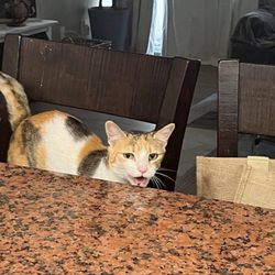 Breedmaster Dog Training - Here's Mila meowing at Lisa for love and treats lol