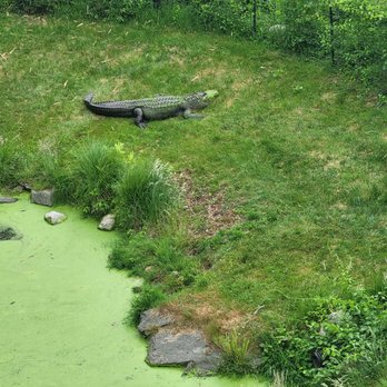 Southwick's Zoo - Alligator - Amusement Parks Near Me - Mendon, Massachusetts