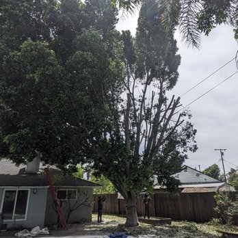 Pineda's Tree Care - Work in progress - Tree Services Near Me Pineda's Tree Care - Work in progress - Tree Services Near Me