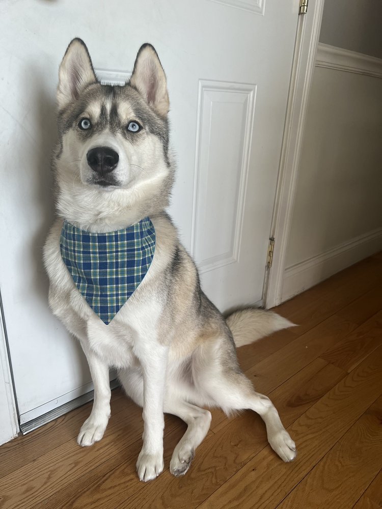 HEAD TO TAILS GROOMING Updated August 2024 17 Photos & 22 Reviews