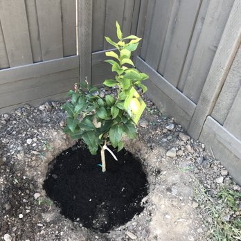 Golden Valley Nurseries - Eureka Lemon Tree - Nurseries & Gardening Near Me - Tracy, California Golden Valley Nurseries - Eureka Lemon Tree - Nurseries & Gardening Near Me - Tracy, California
