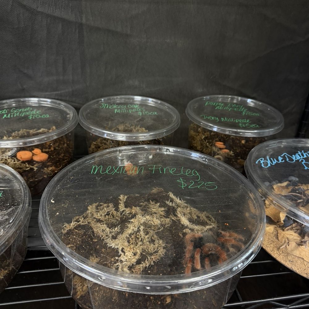 AE Herps & Exotics - Reptile Shops Near Me - Phoenix, Arizona