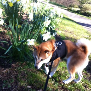 Volunteer Park - Easter morning playing in the daffodils - Parks Near Me - Seattle, Washington Volunteer Park - Easter morning playing in the daffodils - Parks Near Me - Seattle, Washington