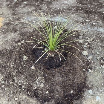 Pacific Sun Pool N Spa - Half dead plant that was just planted - Landscape Architects or Designers Near Me - San Diego, California Pacific Sun Pool N Spa - Half dead plant that was just planted - Landscape Architects or Designers Near Me - San Diego, California