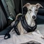 Photo of Zoomez Pet Transportation & Grooming