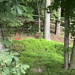 JGA Fence - Woodland fence