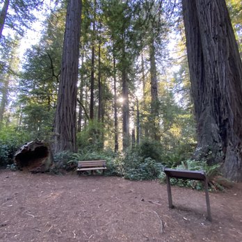 Lady Bird Johnson Grove - Hiking Near Me - Orick, California Lady Bird Johnson Grove - Hiking Near Me - Orick, California