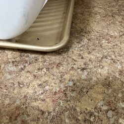 Tamaracks Resort - Mouse poop