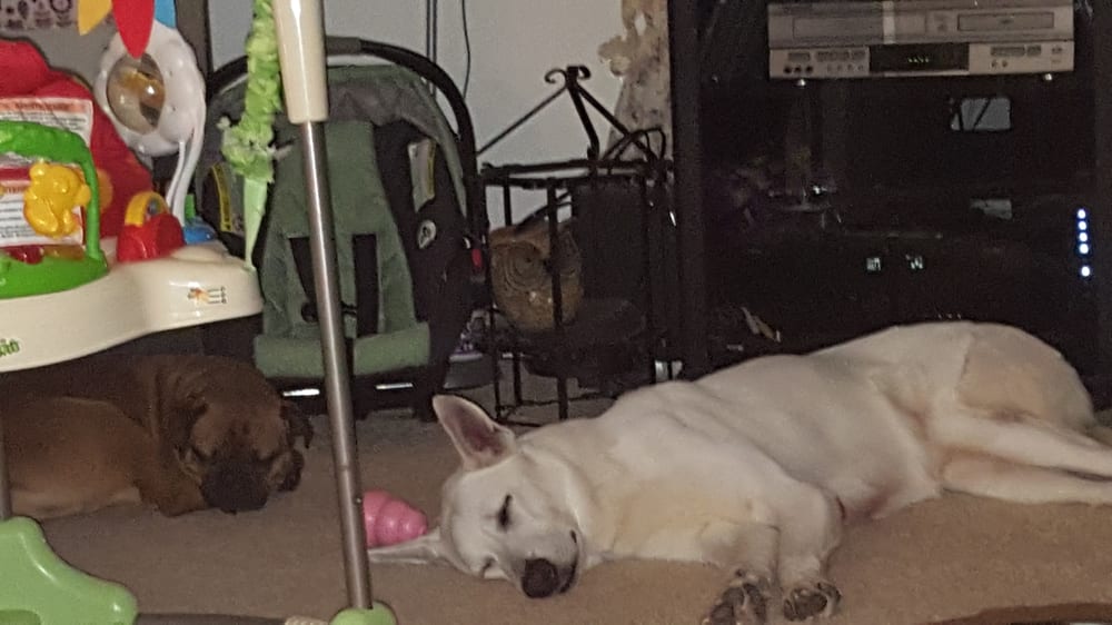 WOOD “RUFF” PET SITTING Updated September 2024 652 Amwell Rd