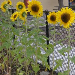 Our sunflower garden