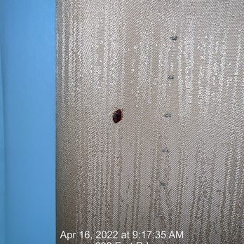 Legends Casino Hotel - The BED BUG on the curtain - Casinos Near Me - Toppenish, Washington