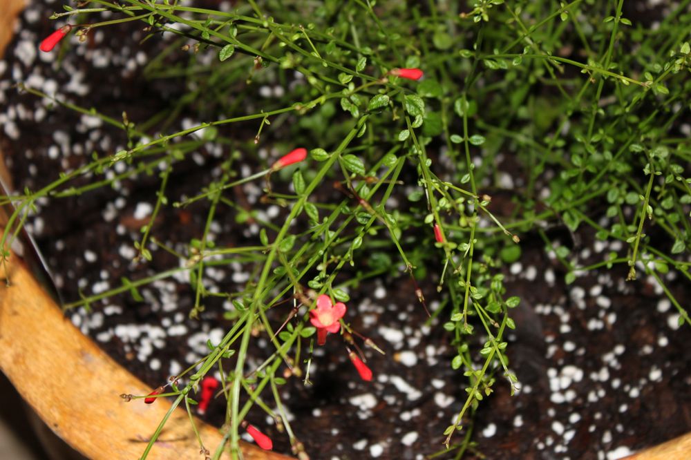 MARCUM’S NURSERY Updated September 2024 43 Photos & 13 Reviews 169 N Main St, Goldsby