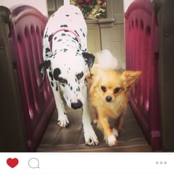 Kennel Club LAX - Haha he made it on their Instagram!