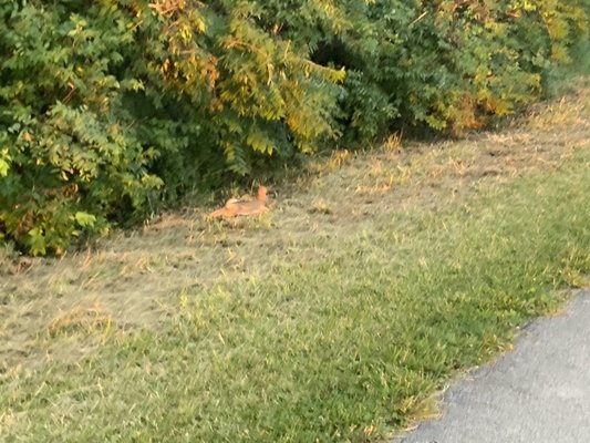 Legacy Trail by null