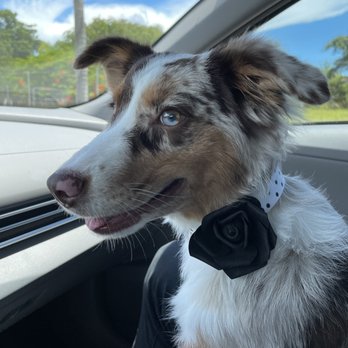 D'luxe Dog Pet Concierge & Boutique - Estella - Pet Groomers Near Me - Miami, Florida