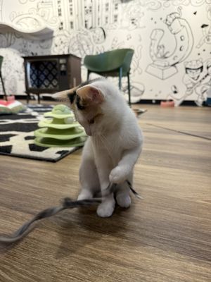 Catfeine Cat Cafe by null