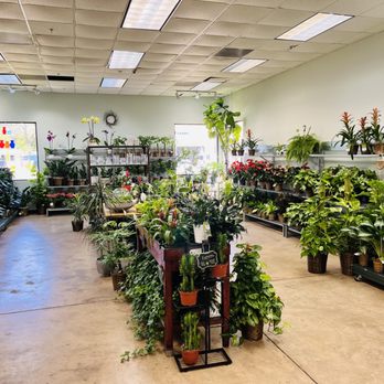 Freytag's Florist - Plants galore at Freytag's Florist including bromeliad, succulents, money trees, and more. - Florists Near Me - Austin, Texas Freytag's Florist - Plants galore at Freytag's Florist including bromeliad, succulents, money trees, and more. - Florists Near Me - Austin, Texas