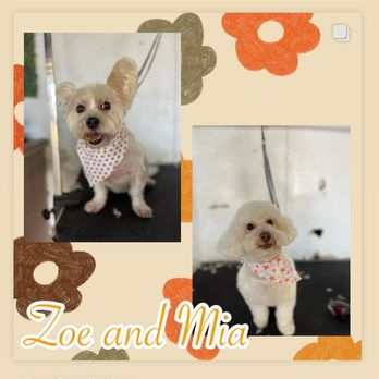 Pawfect Clippings - Pet Groomers Near Me Pawfect Clippings - Pet Groomers Near Me