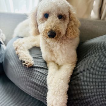 Ally Pet Grooming - Clean pup! - Pet Groomers Near Me Ally Pet Grooming - Clean pup! - Pet Groomers Near Me